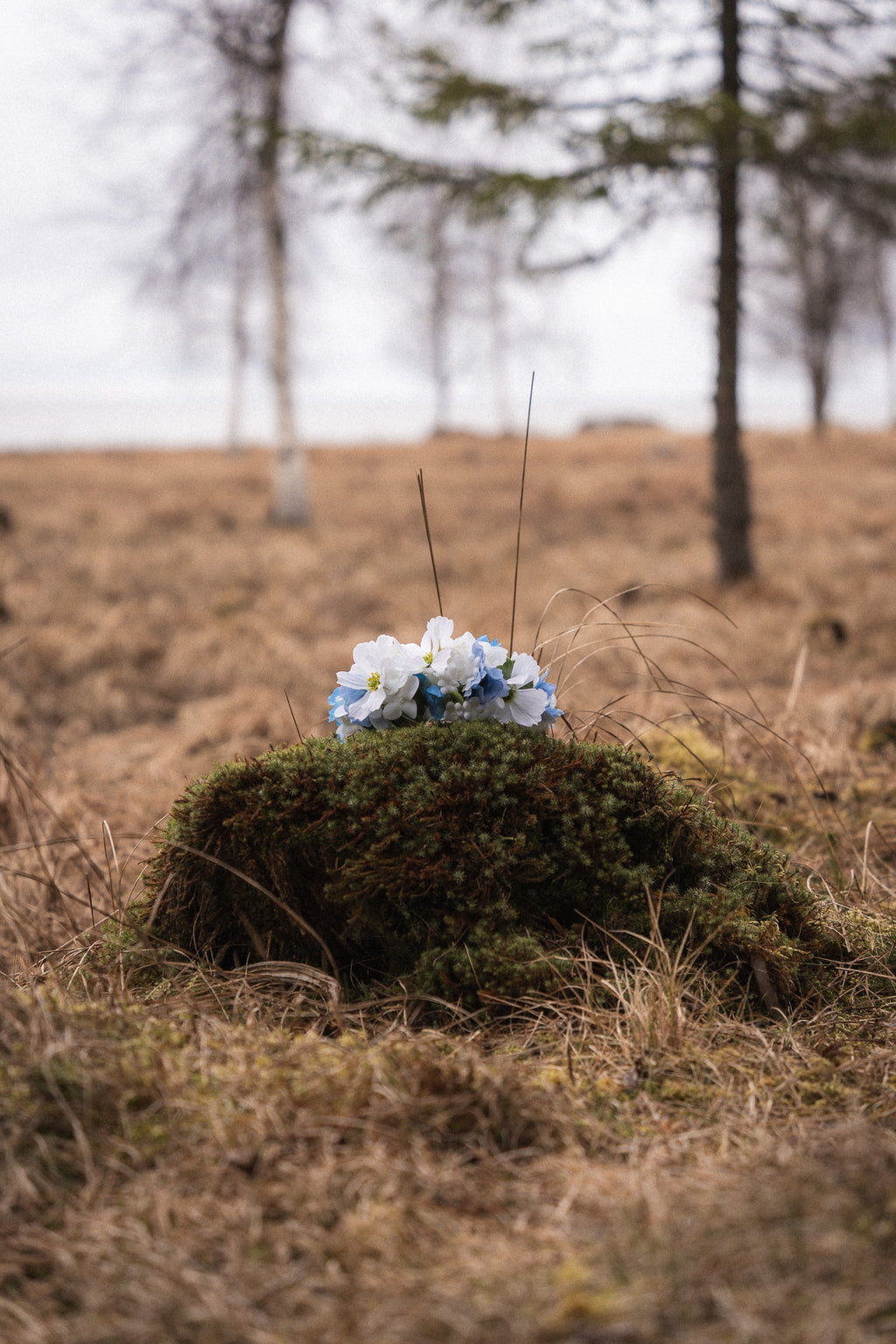 Kestokukkapanta Lume