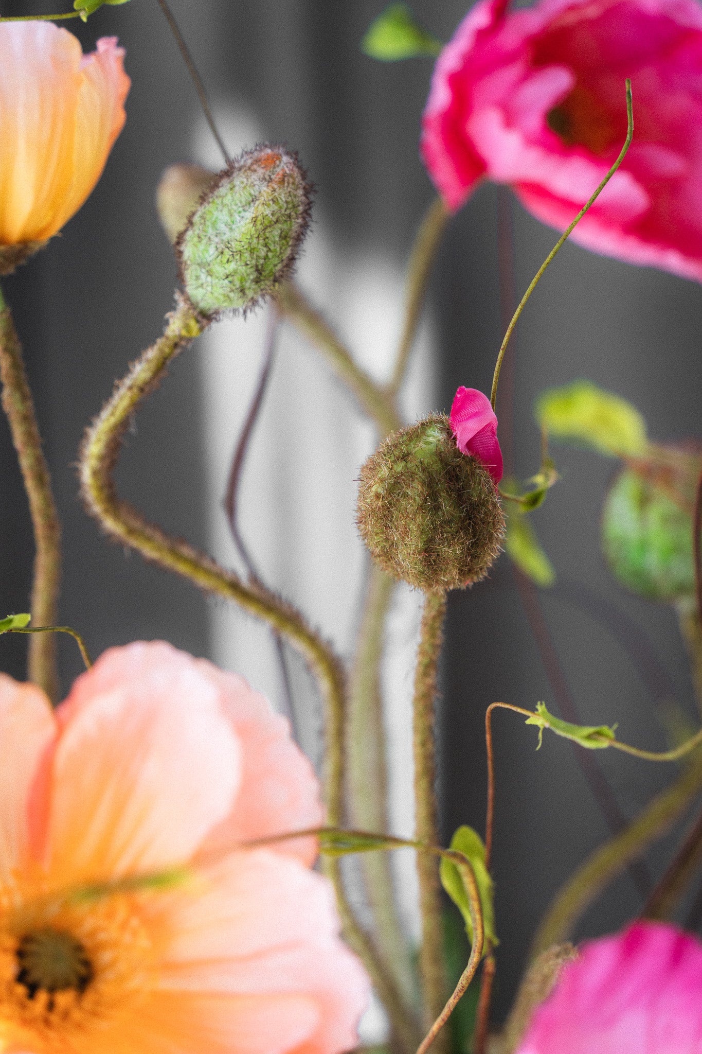 Everlasting Bouquet Poppy Burst