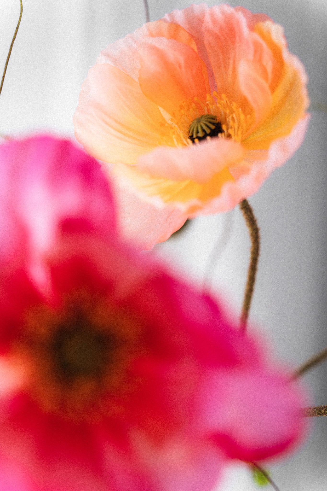 Everlasting Bouquet Poppy Burst